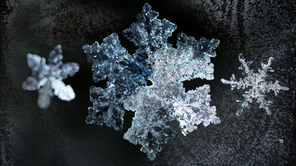 2026_SNOWFLAKES_formd_3840x2160px_300dpi_007
